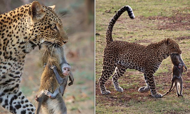 You are currently viewing Wildlife Reality: Baby Monkey Clings to Dead Mother as Leopard Hunts in Zambia