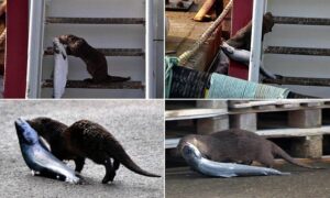 Read more about the article Cheeky Otter Steals a 10lb Salmon From a Fishing Boat — And Wins the Internet’s Heart