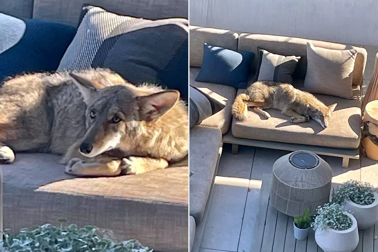 Read more about the article Sleepy Wild Coyote Found Napping on Couch Like a Pet Dog — The Funniest Surprise in Urban Wildlife