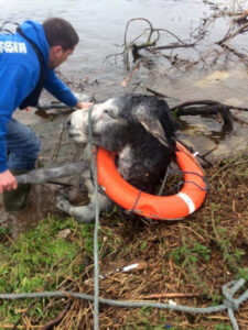 Read more about the article Donkey Rescued From Irish Floods Can’t Stop Smiling at His Heroes