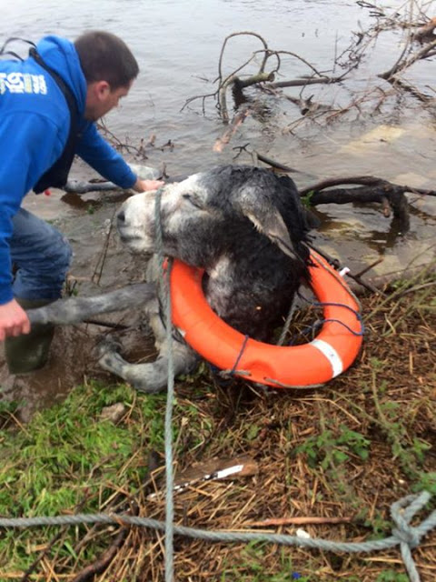You are currently viewing Donkey Rescued From Irish Floods Can’t Stop Smiling at His Heroes