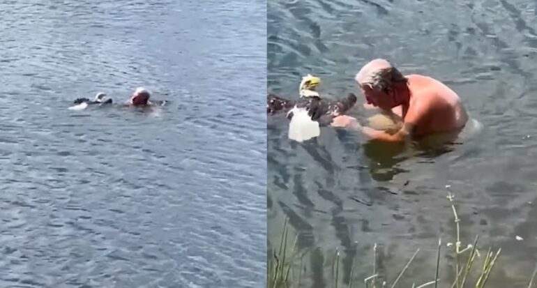 You are currently viewing Florida Man Braves Alligator-Infested Lake to Save Injured Bald Eagle