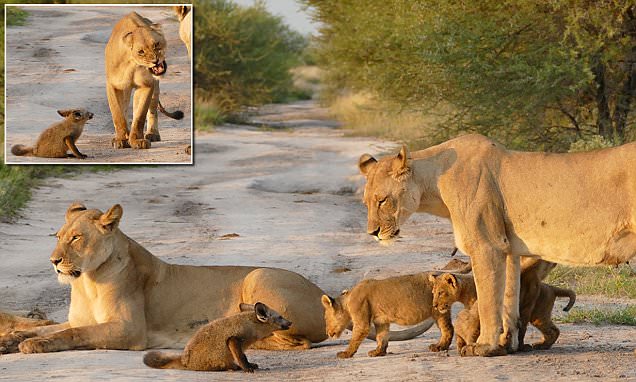 You are currently viewing Animals Show True Grit: Fearless Fox Defies Pride of Lions in the Kalahari
