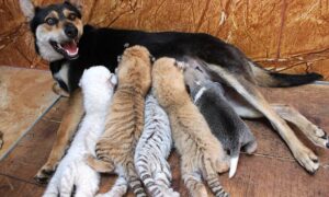 Read more about the article Abandoned by Their Moms, 4 Rare Tiger Cubs Find an Unlikely Mother — A Dog
