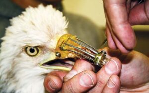 Read more about the article Kind Dentist Gives Injured Bald Eagle a New Beak — A Miraculous Moment for Animals and Hope