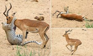 Read more about the article Saved by the Baboons: Leopard’s Kill Foiled as Impala Escapes Death in Dramatic Safari Scene