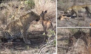 Read more about the article Animals Surprise Tourists: Leopard Appears to Adopt Orphaned Impala in Rare Wild Encounter