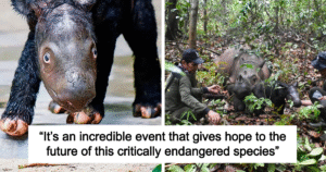 Read more about the article Rescue of Hope: Critically Endangered Sumatran Rhino Welcomes Her First Baby Calf