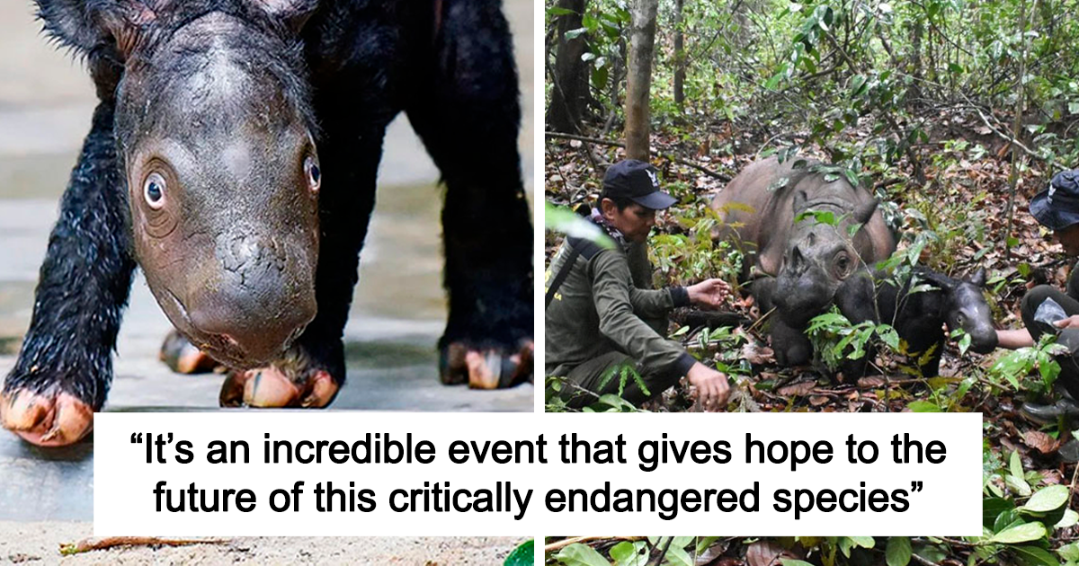 Read more about the article Rescue of Hope: Critically Endangered Sumatran Rhino Welcomes Her First Baby Calf