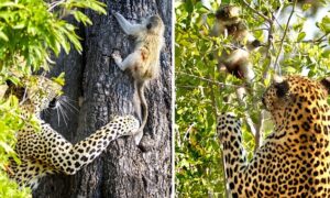 Read more about the article Wild Chase in the Bush: Leopard Catches Baby Monkey Three Times—But Keeps Letting It Go