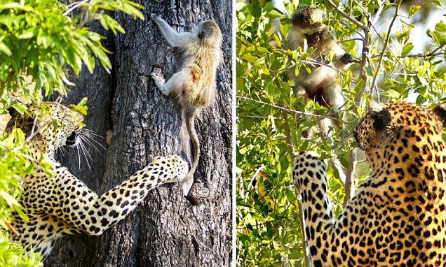 You are currently viewing Wild Chase in the Bush: Leopard Catches Baby Monkey Three Times—But Keeps Letting It Go