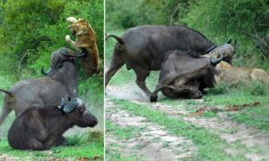 Read more about the article Animals Unite: Bull Sends Lion Flying to Save a Buffalo Friend
