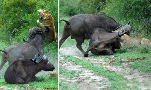 You are currently viewing Animals Unite: Bull Sends Lion Flying to Save a Buffalo Friend