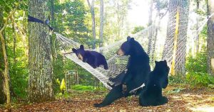 Read more about the article Animals at Play: Mama Bear and Her Three Cubs Find Joy in a Backyard Hammock