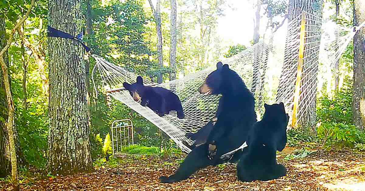 You are currently viewing Animals at Play: Mama Bear and Her Three Cubs Find Joy in a Backyard Hammock