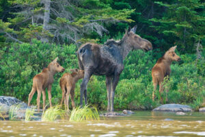 Read more about the article Rare Wildlife Moment: Triplet Elk Spotted in Didsbury for the First Time