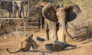 Read more about the article Animals Show Their Strength: Mother Elephant Saves Calf From Lionesses in Zimbabwe