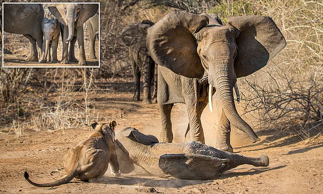 You are currently viewing Animals Show Their Strength: Mother Elephant Saves Calf From Lionesses in Zimbabwe