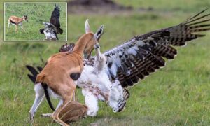 Read more about the article Bravery vs. Brutality: Mother Gazelle Battles Giant Eagle to Save Her Fawn