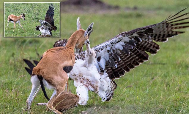 You are currently viewing Bravery vs. Brutality: Mother Gazelle Battles Giant Eagle to Save Her Fawn