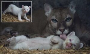 Read more about the article A Glowing White Puma Cub Has Been Born — And It’s the First in Central America