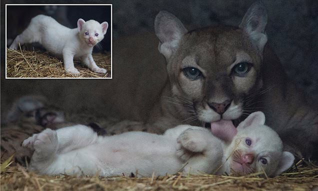 You are currently viewing A Glowing White Puma Cub Has Been Born — And It’s the First in Central America
