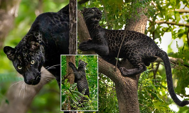 You are currently viewing Wildlife Marvel: Rare Black Leopard “Bagheera” Spotted in India’s Jungle Reserve