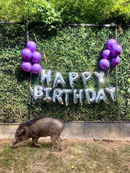 Read more about the article Animals With Heart: The Wild Boar Who Believed She Was a Dog
