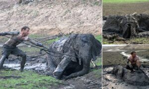 Read more about the article Animals and Humanity: Safari Guides Risk Their Lives to Save Elephant Trapped in Mud