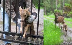 Read more about the article Deer Rescue: Heartwarming Moment Kind Man Frees Trapped Fawn While Mama Waits