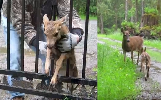 You are currently viewing Deer Rescue: Heartwarming Moment Kind Man Frees Trapped Fawn While Mama Waits