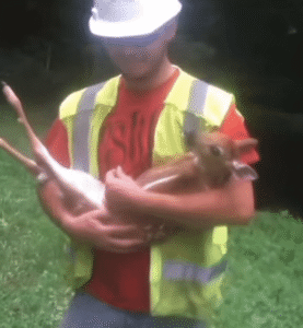 Read more about the article Wildlife Bond: Baby Deer Falls in Love with His Rescuer and Refuses to Leave