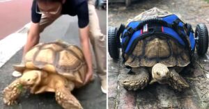 Read more about the article Tortoise Gets a Wheelchair and a New Life