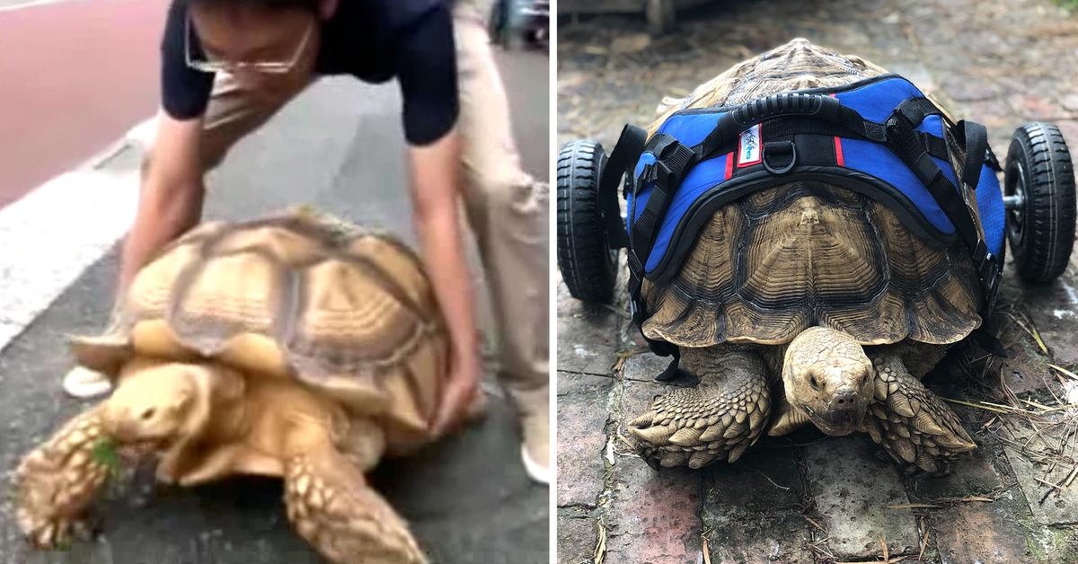 Read more about the article Tortoise Gets a Wheelchair and a New Life