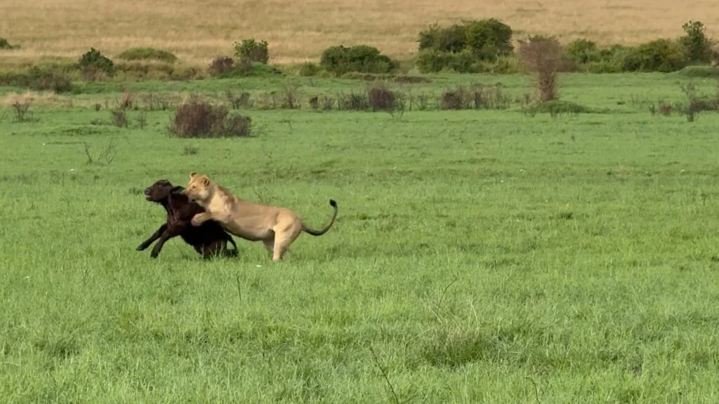 Read more about the article Buffalo Mother and Herd’s Brave Fight to Save Calf from Lions — A Battle of Survival in the Wild