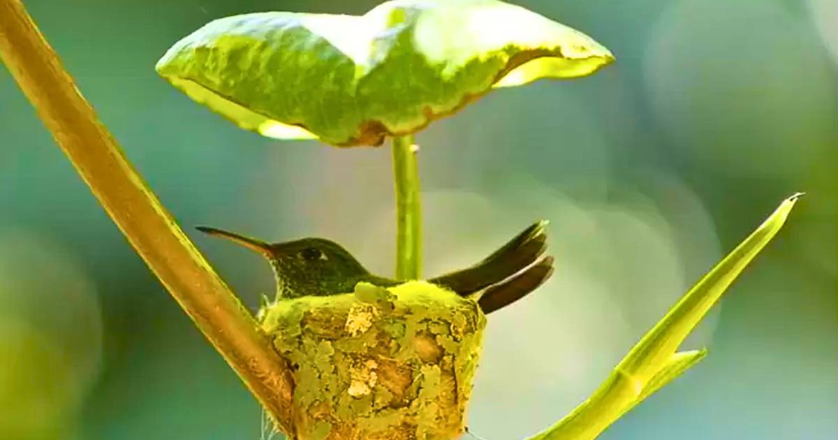 You are currently viewing Nature’s Genius: Smart Bird Uses a Leaf as a Roof to Build an Amazing Nest