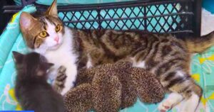Read more about the article Animals of Heart: Musya the Cat Becomes World-Famous ‘Mother of Hedgehogs’