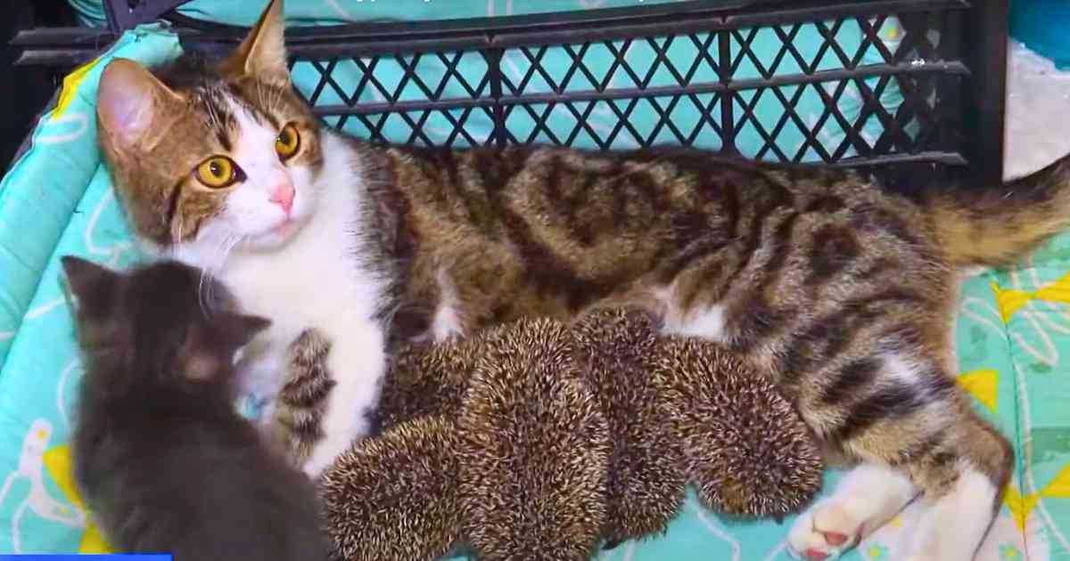 You are currently viewing Animals of Heart: Musya the Cat Becomes World-Famous ‘Mother of Hedgehogs’