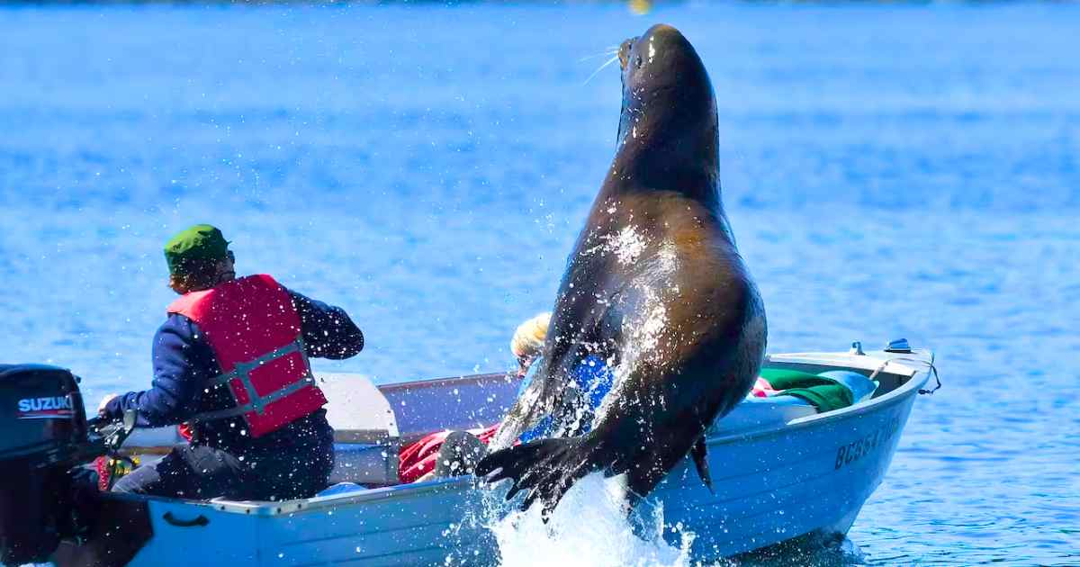 You are currently viewing Sea Lion Leaps onto Boat to Escape Orca Hunt: Terrifying Moment Shows Power of Wildlife and Nature
