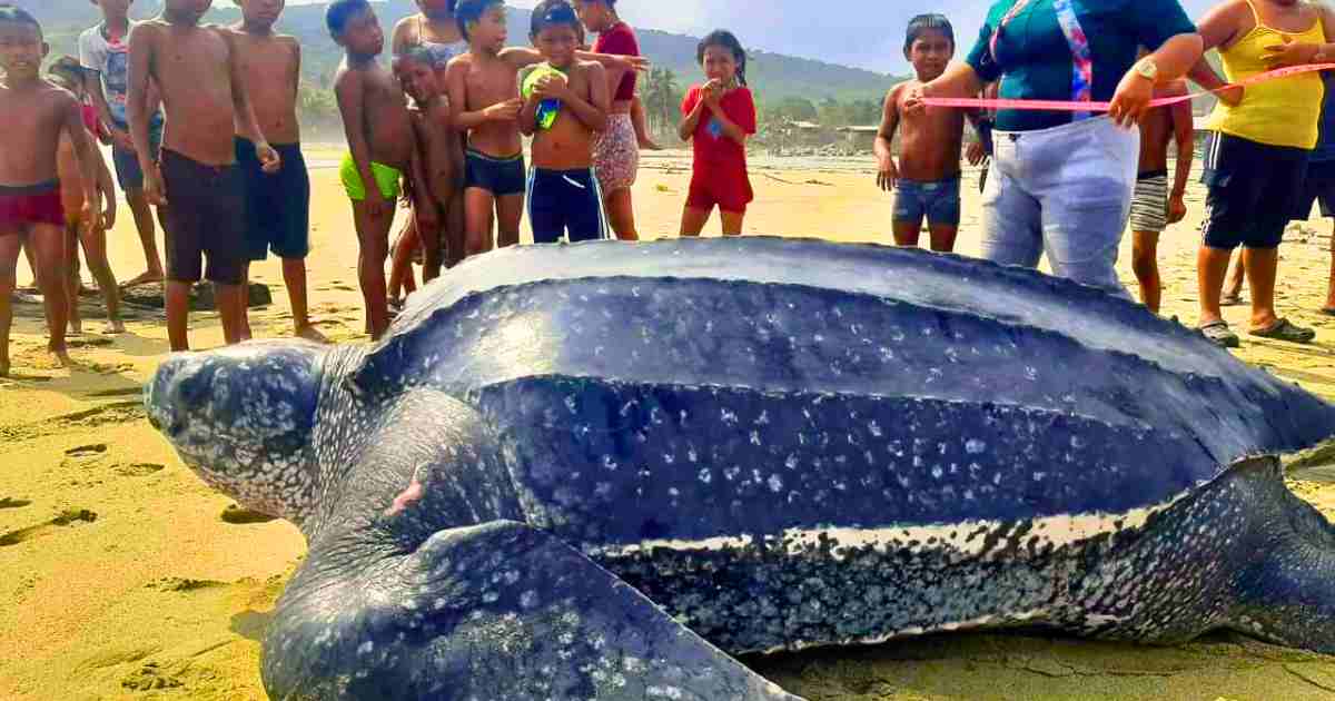 Read more about the article Wildlife Wonder: 2,000-Pound Leatherback Turtle Emerges From the Sea in Rare Sighting