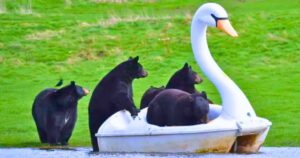 Read more about the article Playful Wildlife: Curious Bears Turn Flooded Safari Park into Their Own Adventure