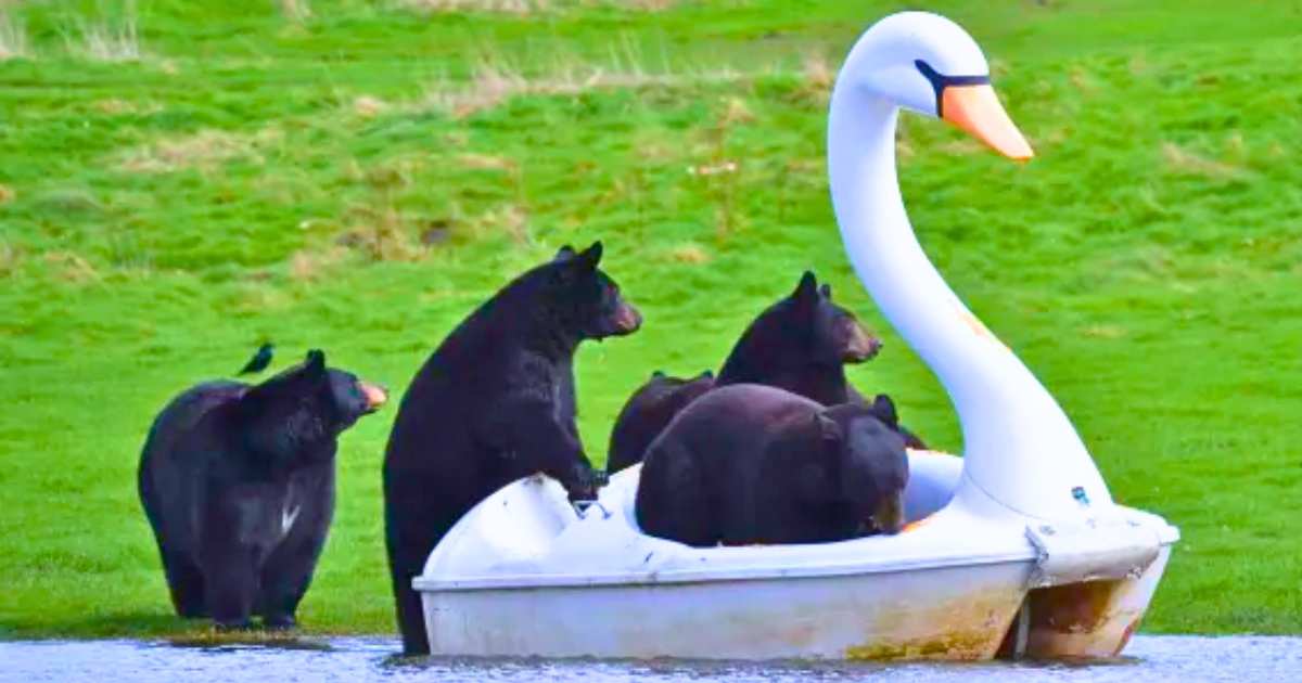 You are currently viewing Playful Wildlife: Curious Bears Turn Flooded Safari Park into Their Own Adventure