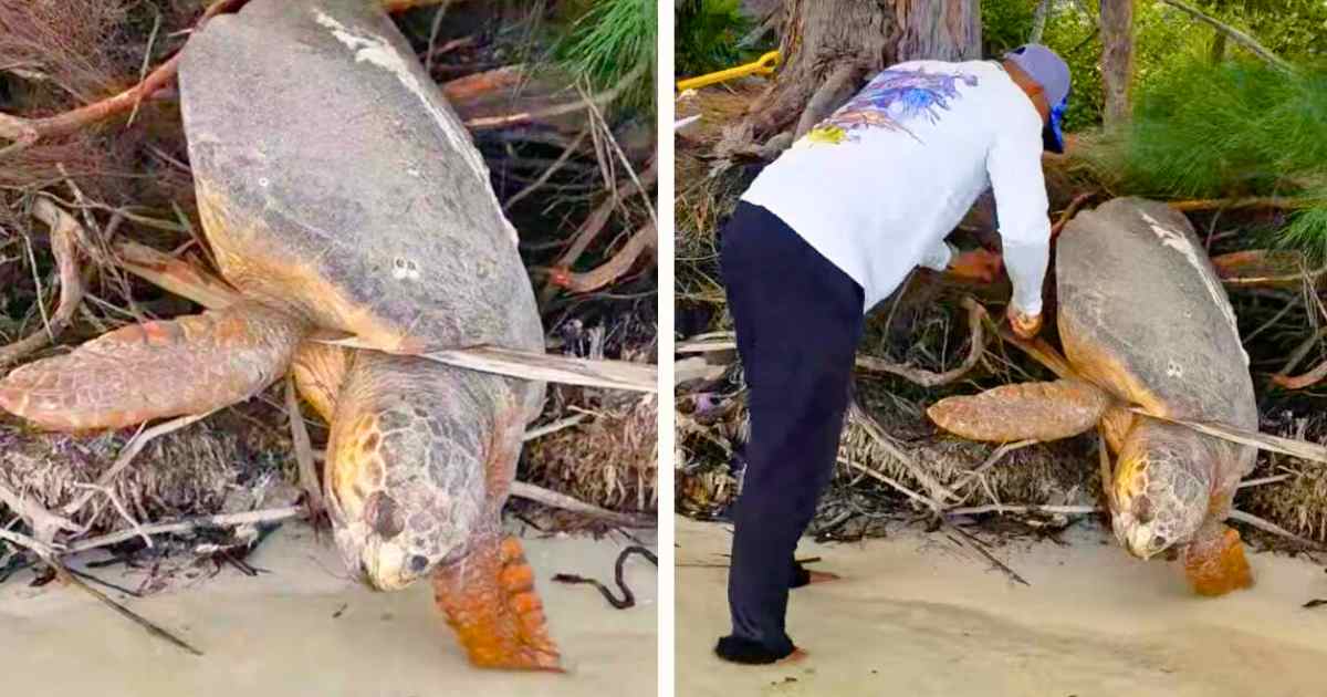 You are currently viewing Animals and Hope: Man Finds ‘Dead’ Sea Turtle and Brings Her Back to Life