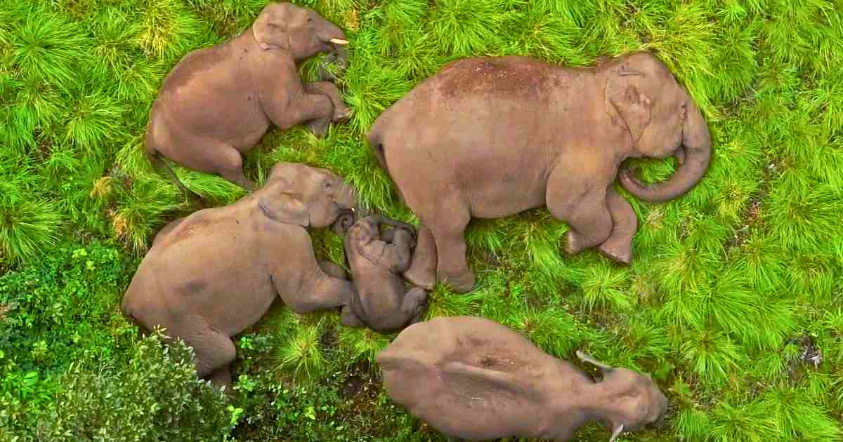 You are currently viewing Elephant Family Behavior: A Protective Circle of Love Caught on Camera in India