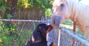 Read more about the article Animals of Valor: Two Heroic Rottweilers Save Family Horses from Nighttime Attack