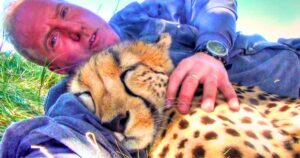 Read more about the article Wildlife Surprise: Photographer’s Life Changes After Cheetah Takes a Nap Beside Him