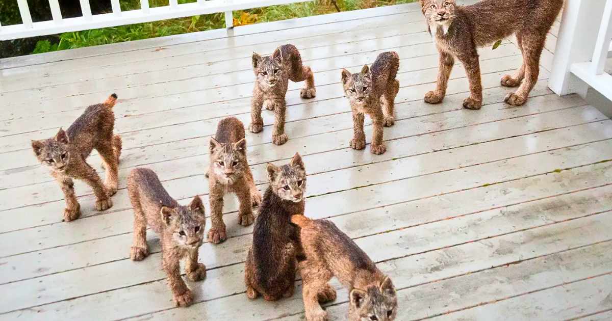 You are currently viewing Mama Lynx Brings 7 Kittens to Visit Alaskan Man — And They Come Back Months Later