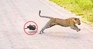 Read more about the article Animals on the Hunt: Greedy Leopard Targets Two Baby Warthogs in Kruger National Park