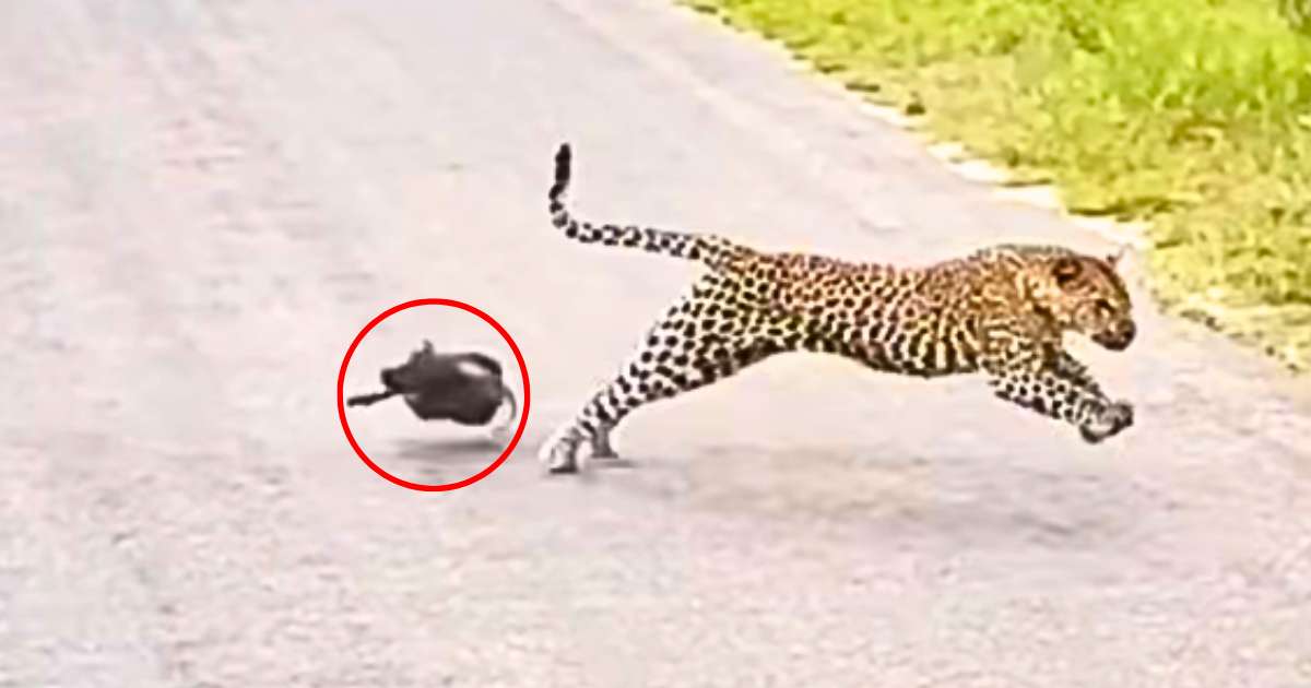 You are currently viewing Animals on the Hunt: Greedy Leopard Targets Two Baby Warthogs in Kruger National Park