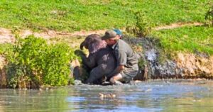 Read more about the article Rescue in the Wild: Rangers Risk Lives to Save Drowning Baby Elephant from Furious Mother